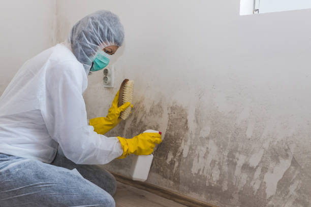 Best Certified Mold Removal  in Avis, PA