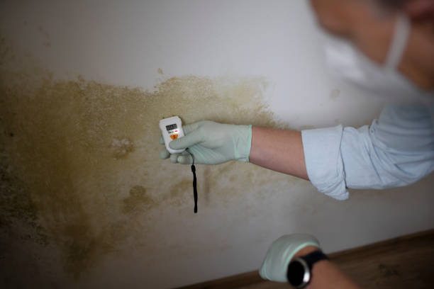 Best Mold Testing  in Avis, PA