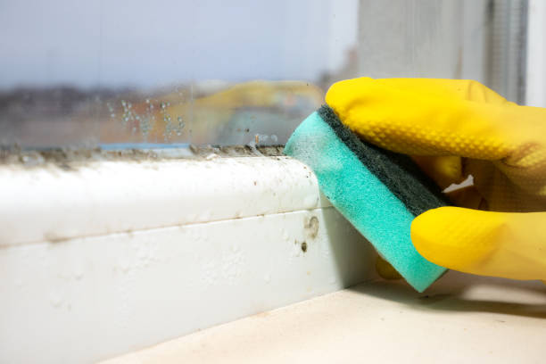 Best Professional Mold Removal  in Avis, PA
