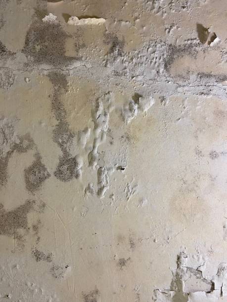Best Mold Remediation  in Avis, PA