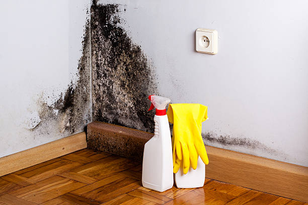 Mold Removal Process in Avis, PA